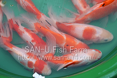 三卯養魚場 金魚・らんちゅう飼育器具販売