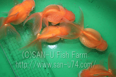 三卯養魚場 金魚・らんちゅう飼育器具販売