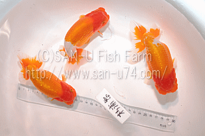 三卯養魚場 金魚・らんちゅう飼育器具販売